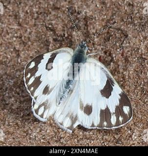 Southern African Meadow White (Pontia helice helice) Insecta Banque D'Images