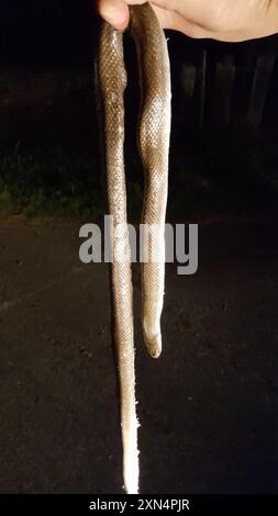 Serpent royal des Prairies (Lampropeltis calligaster) Reptilia Banque D'Images