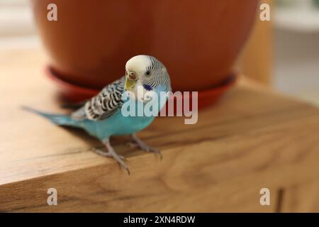 Perroquet pour animaux de compagnie. Beau budgerigar assis sur une table en bois à la maison Banque D'Images