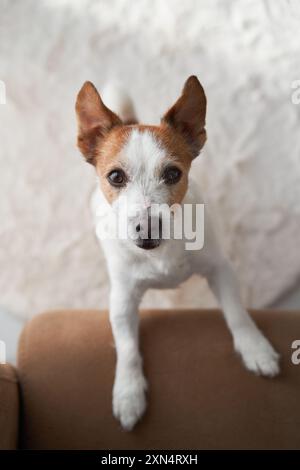 Intérieur avec un Jack Russell Terrier. Dans une maison confortable, un chien regarde attentivement Banque D'Images
