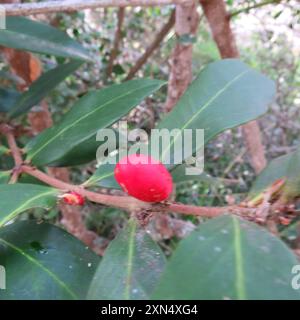 Poison de bushmans (Acokanthera oppositifolia) Plantae Banque D'Images