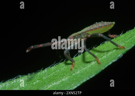 (Calcarateur Piezogaster) Insecta Banque D'Images