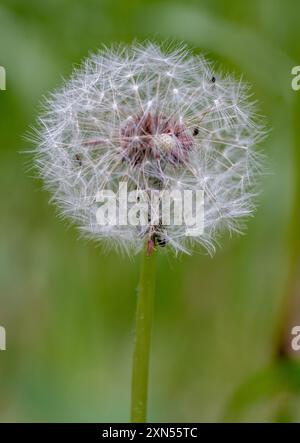Gros plan d'une fleur de pissenlit allée à la graine photographiée avec une faible profondeur de champ sur un fond vert. Banque D'Images