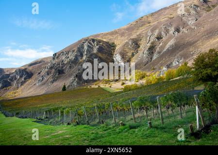 Pinot Noir Vineyard - Nouvelle-Zélande Banque D'Images