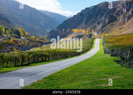 Pinot Noir Vineyard - Nouvelle-Zélande Banque D'Images