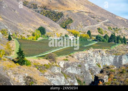 Pinot Noir Vineyard - Nouvelle-Zélande Banque D'Images