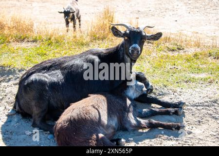 Chèvres à Deer Park Heights - Queenstown - Nouvelle-Zélande Banque D'Images