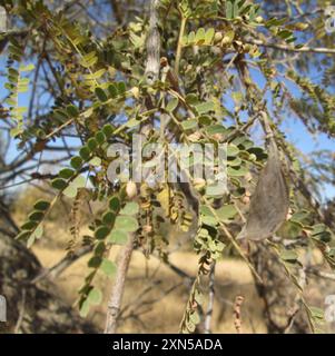 Hochet pleureur (Peltophorum africanum) Plantae Banque D'Images