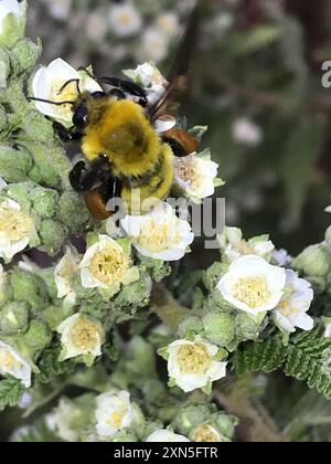 L'insecte de Morrison's Bumble Bee (Bombus morrisoni) Banque D'Images