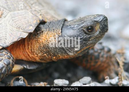 Tortue des bois (Glyptemys insculpta) Reptilia Banque D'Images