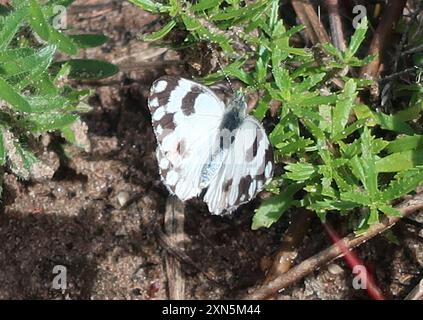 Southern African Meadow White (Pontia helice helice) Insecta Banque D'Images