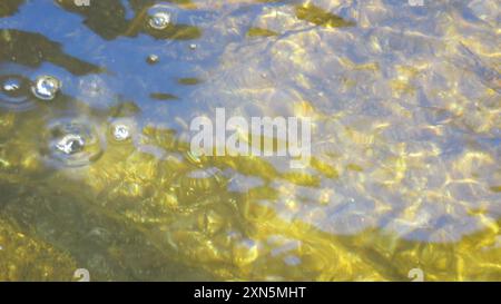 Moustique de l'Ouest (Gambusia affinis) Actinopterygii Banque D'Images