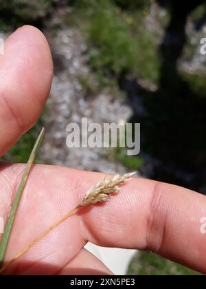 Pâturage bleu (Sesleria caerulea) Plantae Banque D'Images