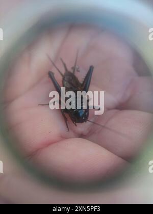 Insecte australien de cricket des champs noirs (Teleogryllus commodus) Banque D'Images