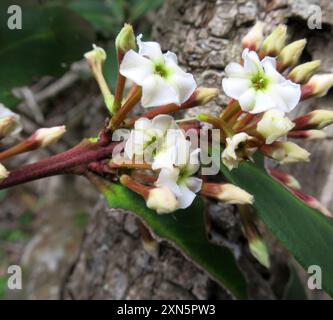 Poison de bushmans (Acokanthera oppositifolia) Plantae Banque D'Images