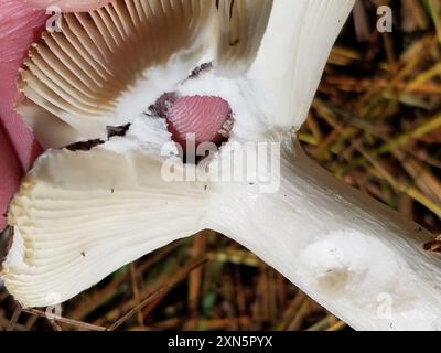 Champignons verts Brittlegill (Russula aeruginea) Banque D'Images