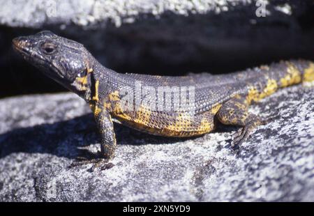 Lézard du Cap (Pseudocordylus microlepidotus microlepidotus) reptilia Banque D'Images