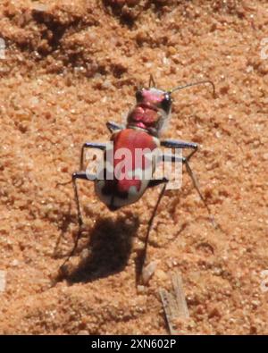 Insecte du Grand Sand Tiger (Cicindela formosa) Banque D'Images