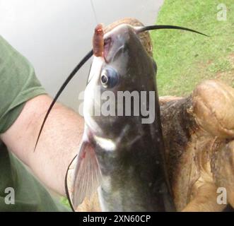 Poisson-chat des chenaux (Ictalurus punctatus) Actinopterygii Banque D'Images