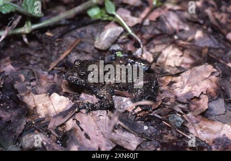 Crapaud à ventre jaune apennin (Bombina variegata pachypus) amphibiens Banque D'Images