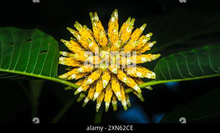 Fleur de Mitragyna speciosa sur l'arbre mitragyna speciosa, communément appelé kratom en Thaïlande. Banque D'Images