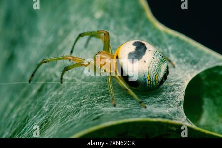 Macro photo d'araignée sur la feuille, fond nature. Banque D'Images