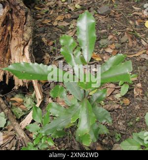 Pigeonwood (Hedycarya arborea) Plantae Banque D'Images