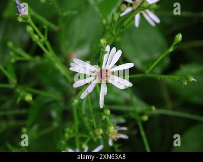 Aster de Lindley (Symphyotrichum ciliolatum) Plantae Banque D'Images