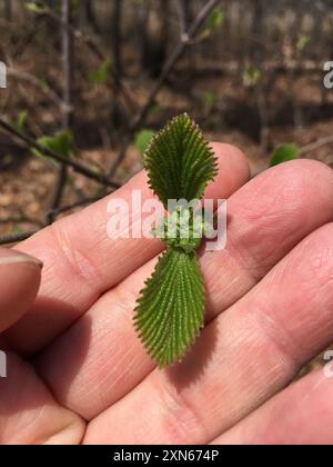 Boule de neige japonaise (Viburnum plicatum) Plantae Banque D'Images