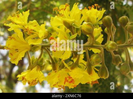 Hochet pleureur (Peltophorum africanum) Plantae Banque D'Images