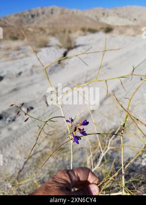 Indigobush (Psorothamnus schottii) Plantae de Schott Banque D'Images