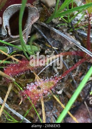 Dorée dorée (Drosera linearis) Plantae Banque D'Images