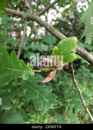 Ram's Horn Gall Wasp (Andricus aries) Insecta Banque D'Images