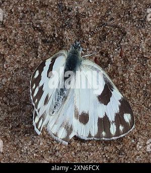 Southern African Meadow White (Pontia helice helice) Insecta Banque D'Images