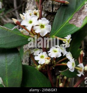 Poison de bushmans (Acokanthera oppositifolia) Plantae Banque D'Images