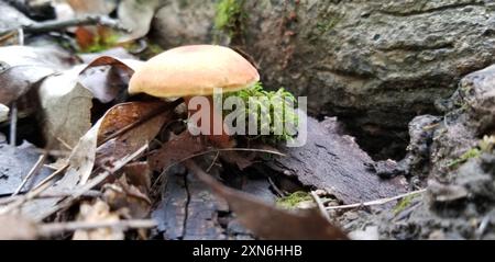 Champignons Gymnopus (Gymnopus dryophilus) amoureux du chêne Banque D'Images