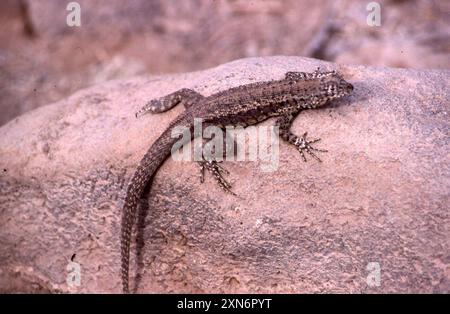 Lézard de lave de Santa Fe (Microlophus barringtonensis) Reptilia Banque D'Images