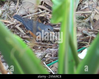 Grive à dos gris (Turdus hortulorum) Aves Banque D'Images