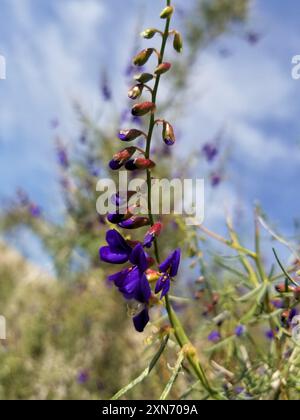 Indigobush (Psorothamnus schottii) Plantae de Schott Banque D'Images