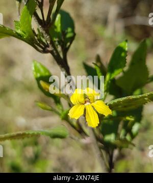 Houblon goodenia (Goodenia ovata) Plantae Banque D'Images