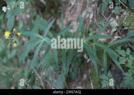 Phoque de Salomon (Polygonatum verticillatum) Plantae Banque D'Images