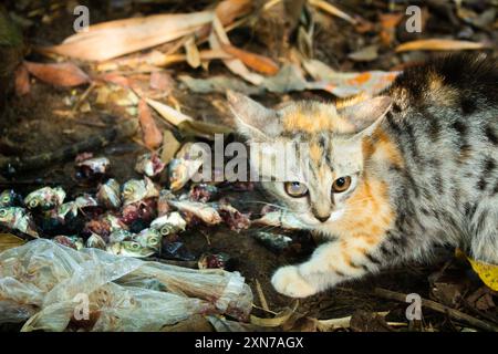 Jeune chat errant avec des poissons reste sur le sol entouré de déchets plastiques Banque D'Images