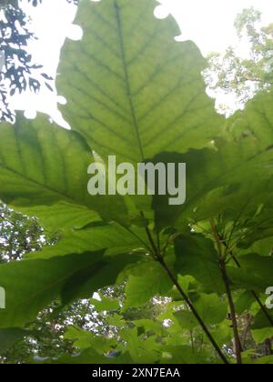 Fraser Magnolia (Magnolia fraseri) Plantae Banque D'Images