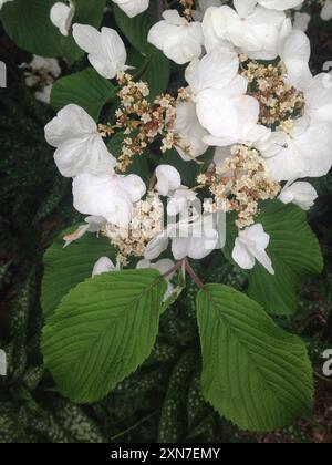 Boule de neige japonaise (Viburnum plicatum) Plantae Banque D'Images