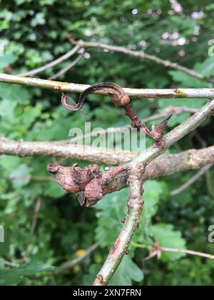 Ram's Horn Gall Wasp (Andricus aries) Insecta Banque D'Images