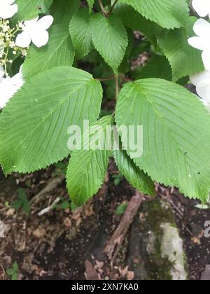 Boule de neige japonaise (Viburnum plicatum) Plantae Banque D'Images