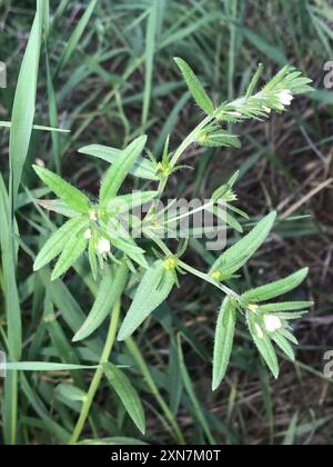 Cornet de maïs (Buglossoides arvensis) Plantae Banque D'Images