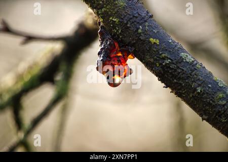 Sève suintant de la branche de cerisier et scintillant dans la lumière, la branche est principalement couverte de mousse, regardant probablement la maladie du chancre Banque D'Images