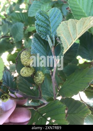 Aulne de montagne (Alnus alnobetula crispa) Plantae Banque D'Images