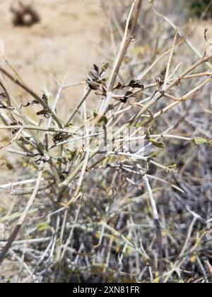 Paperbag Bush (Scutellaria mexicana) Plantae Banque D'Images